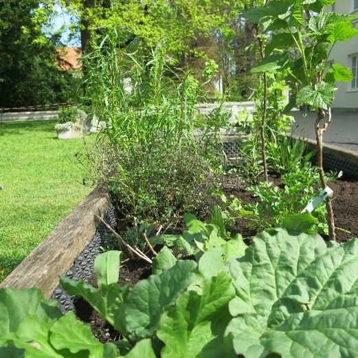 Veranstaltung Mohr-Villa: Die Mohr-Villa pflanzt ab